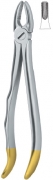 English Dental Extracting Forceps