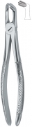 English Dental Extracting Forceps